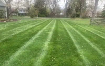 Achieving a Picture-Perfect Lawn: Expert Lawn Care Tips
